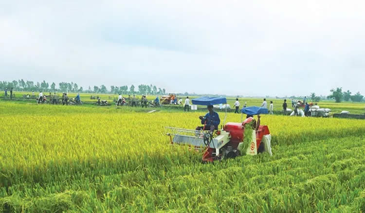 Không sản xuất nông nghiệp vẫn được nhận chuyển nhượng đất trồng lúa