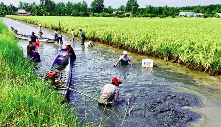 Trình tự thực hiện chuyển đổi cơ cấu cây trồng, vật nuôi trên đất trồng lúa